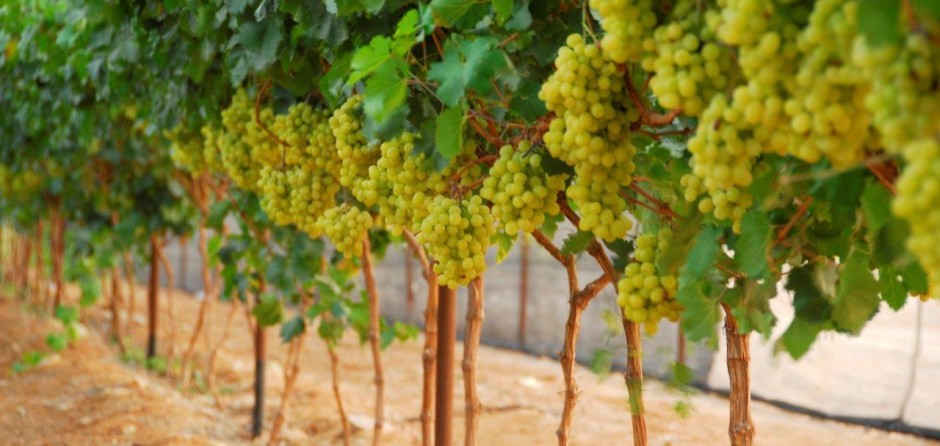 אשכולות ענבים על הגפן
